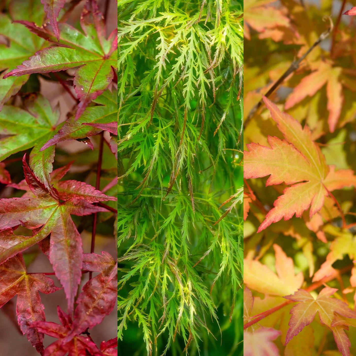 Garden plant - Acer palmatum Tricolour - Red-Green-Orange - 3 Plants - Deciduous - Low Maintenance - Pot 12cm Height 35cm