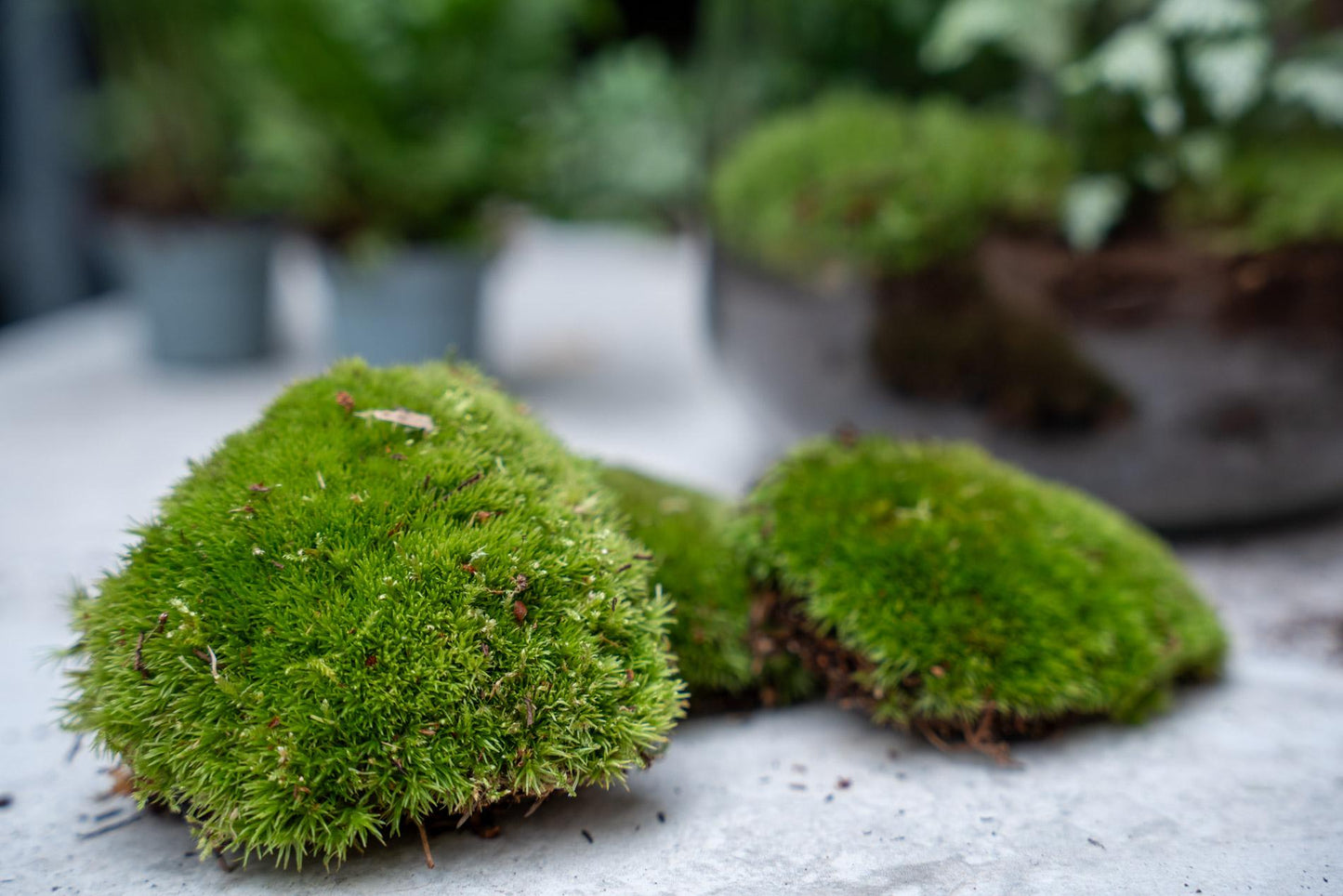 Plant terrarium refill &amp; starter pack - Calathea Makoyana - Package 2