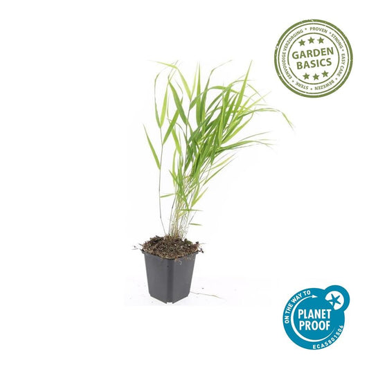 40x Hakonechloa macra - ↕10-25cm - Ø9cm