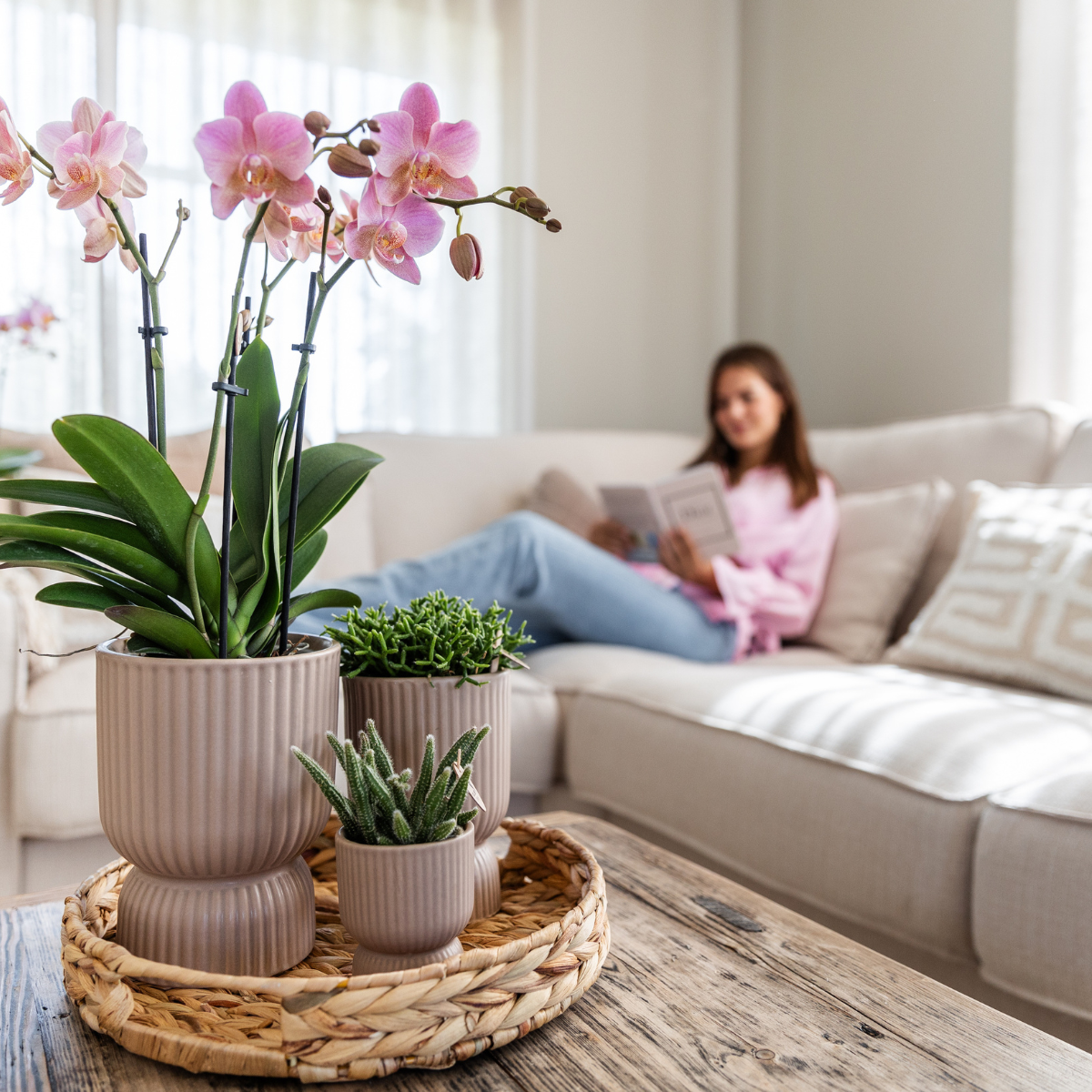 Orchidee Kolibri I OFFERTA COMBI di 2 orchidee Phalaenopsis rosa antico - Treviso - dimensioni vaso Ø12cm | pianta d'appartamento in fiore - fresca dal coltivatore