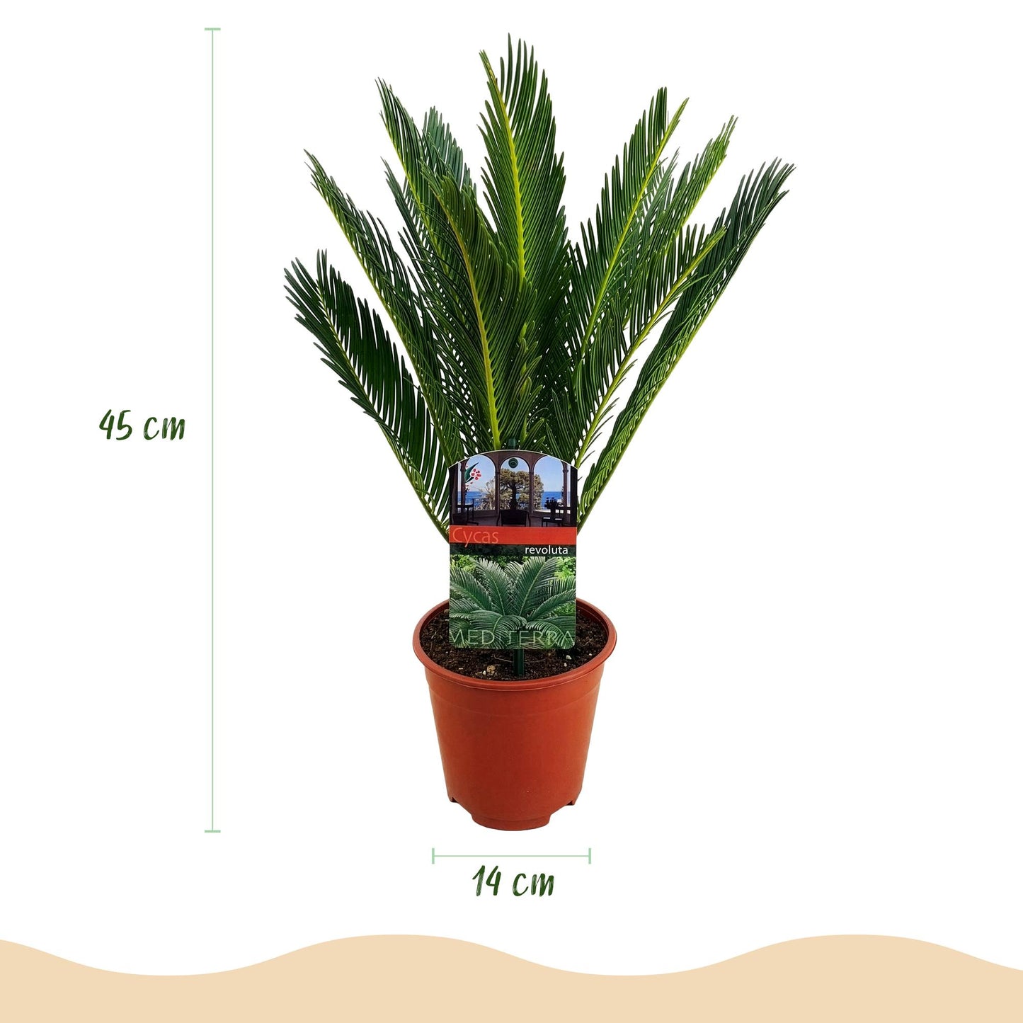 Pianta da interni - Cycas revoluta - Palma sago - Poca manutenzione - Verde - 1 - Vaso 15cm - Altezza 45-55cm