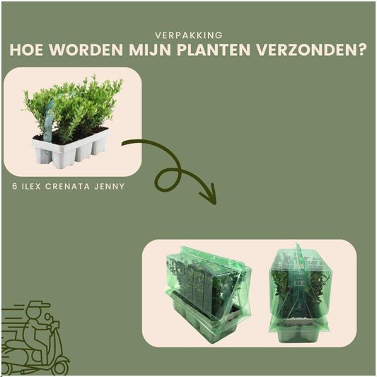 48x Ilex crenata 'Jenny' - 48 x Ø7 cm - ↕15 cm - 8 x 6 confezioni 