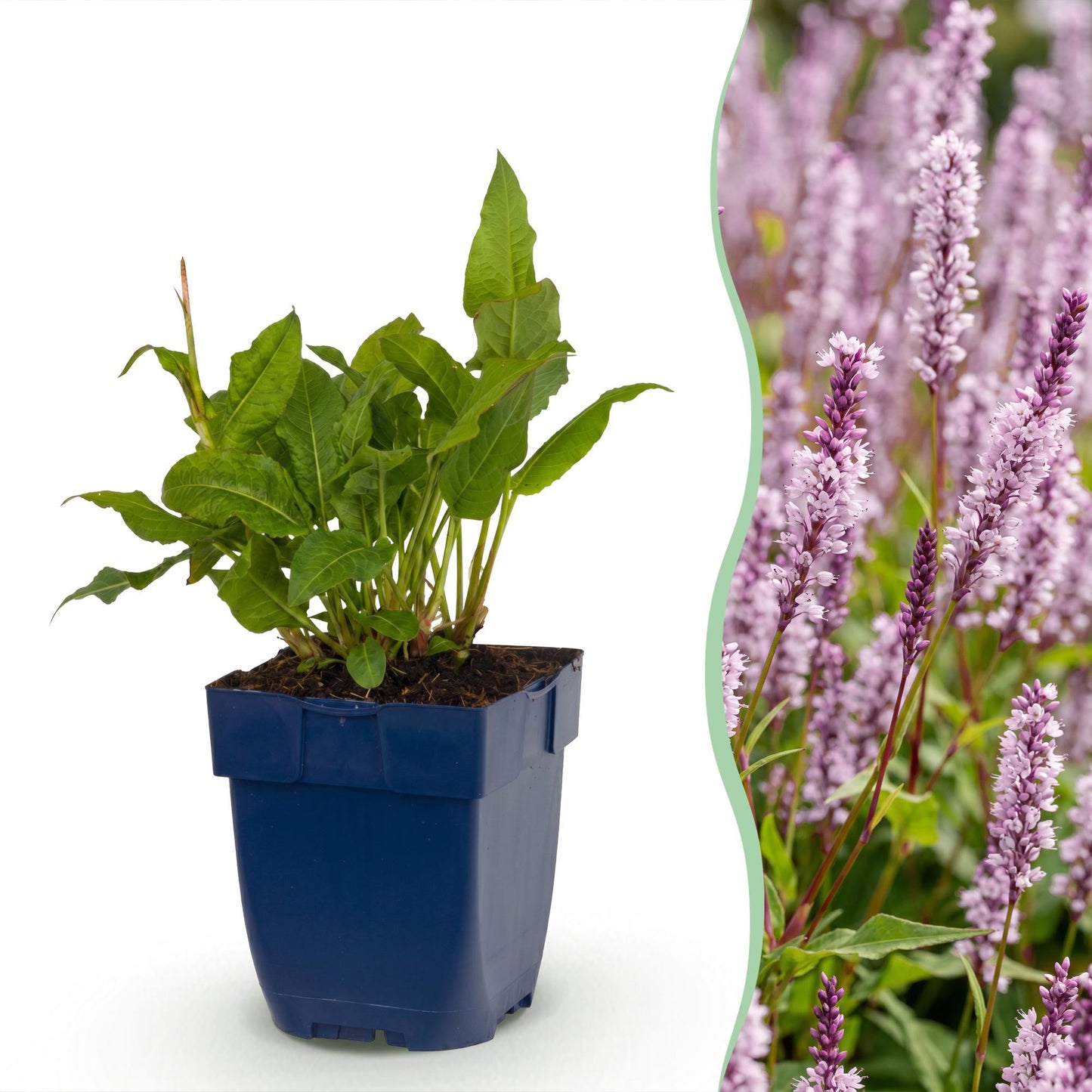 Perennial - Persicaria ampl. Rosea - Knotweed - Shade - Pink - 1 Plant - Pot 11cm - Height 15-25cm