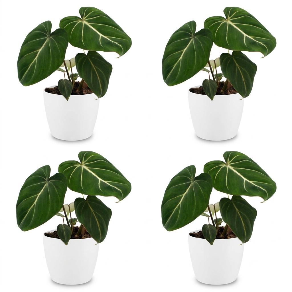 Green boutiQ - Philodendron Gloriosum - Glorious Philodendron - 4 Plants - with White Pot - Pot 12cm - Height - 25cm