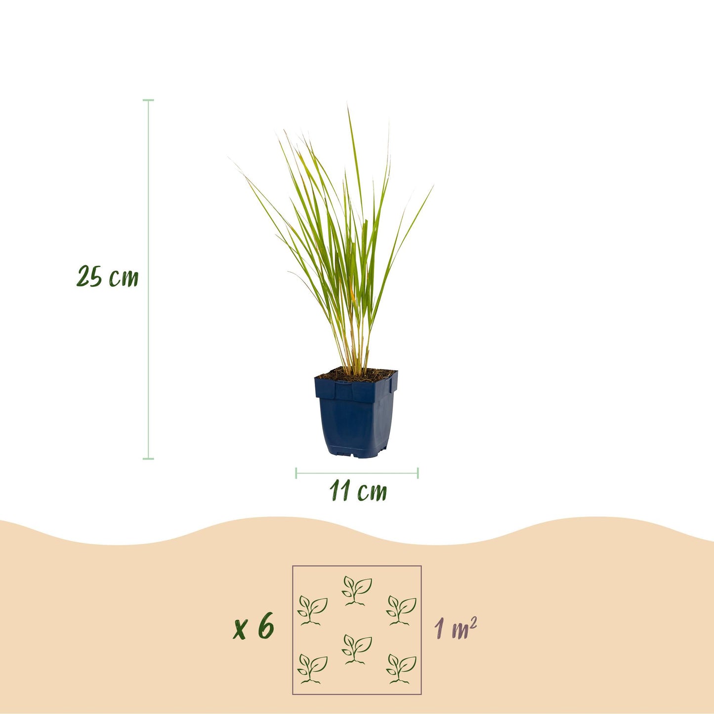 Grassen - Calamagrostis Karl Foerster - Struisriet - Met Pluim - Groen - 6 Planten - Pot 11cm - Hoogte 15-25cm