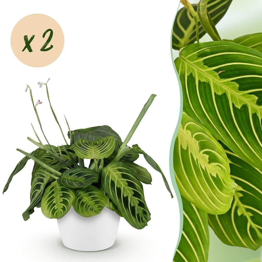 Houseplant - Maranta Fascinator Lemon Lime - Prayer Plant - Pet Friendly Plant - Green - 2 Plants - with White Pot - Pot 12cm - Height 25cm