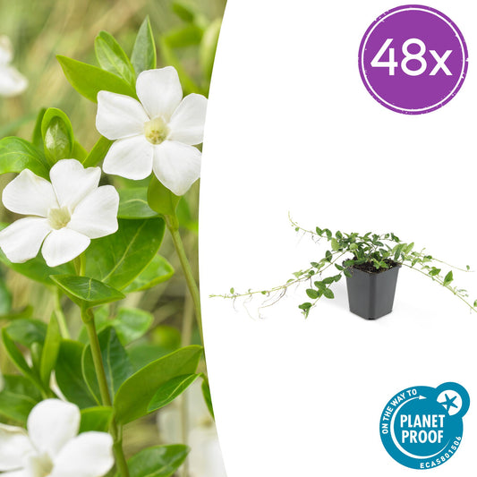 48x Vinca minor 'Alba' - ↕10-25cm - Ø9cm