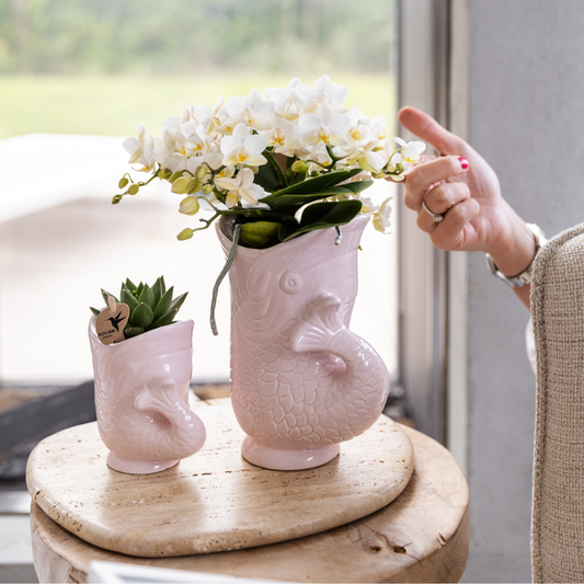 Orchidee colibrì | Orchidea bianca 'Nazaré' + Vaso per pesci rosa - dimensioni vaso Ø9 cm | pianta d'appartamento in fiore - fresca dal coltivatore