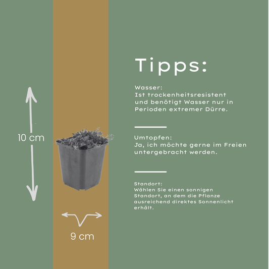 24x Thymus praecox 'Coccineus' - ↕10-25cm - Ø9cm