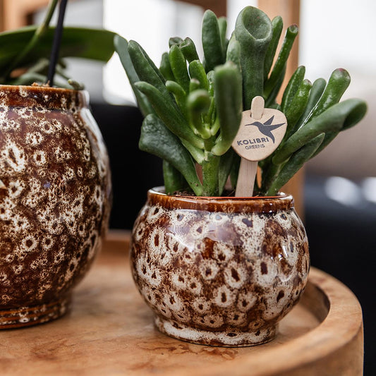 Compagnia di colibrì | Set regalo Natura selvaggia | Set di piante con orchidea Phalaenopsis rossa e piante grasse, incl. vasi decorativi in ​​ceramica