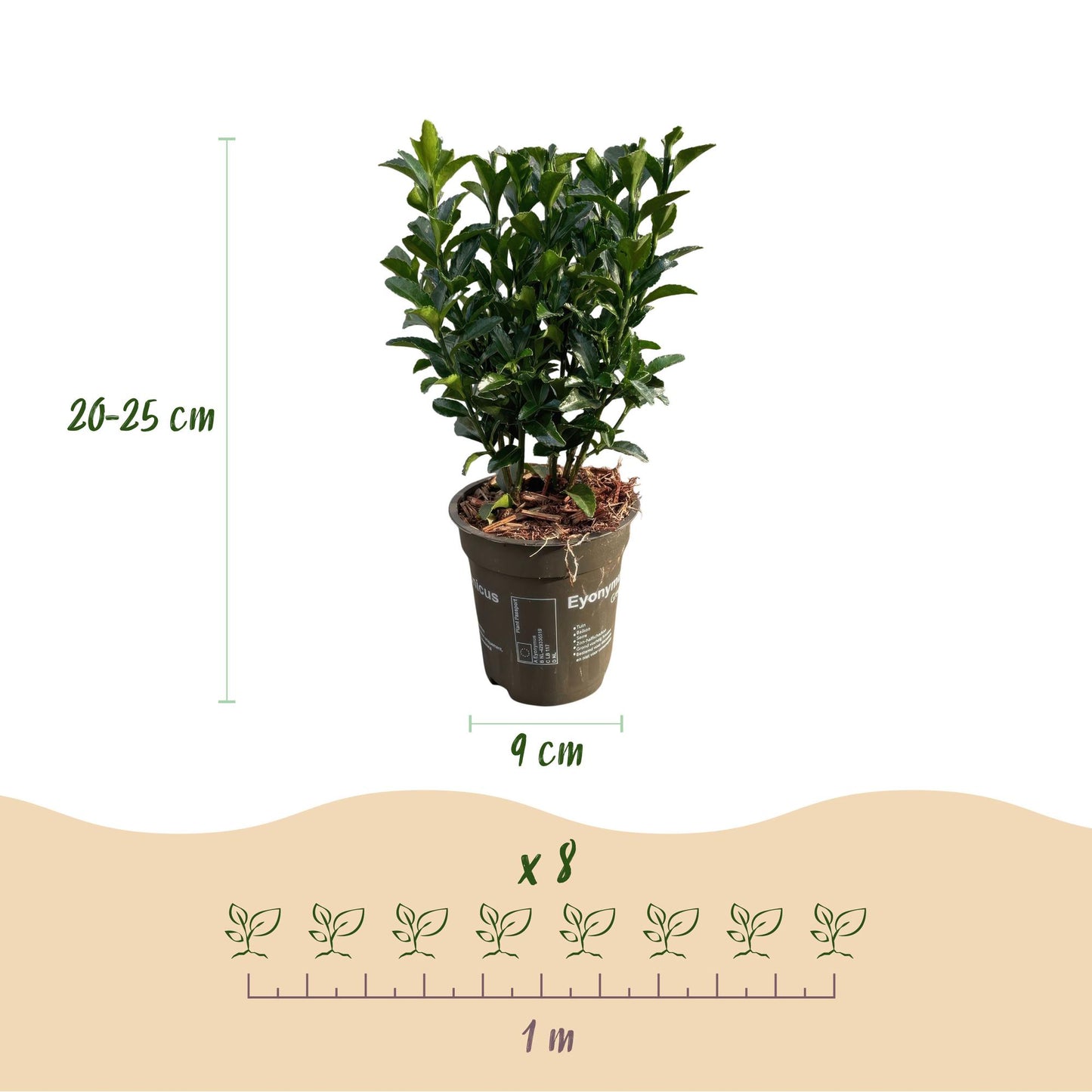 Green boutiQ - 8x Euonymus japonica Green Spire - Spindle Tree - Hedge Plants - Evergreen - Green - Pot 9cm - Height 20-25cm