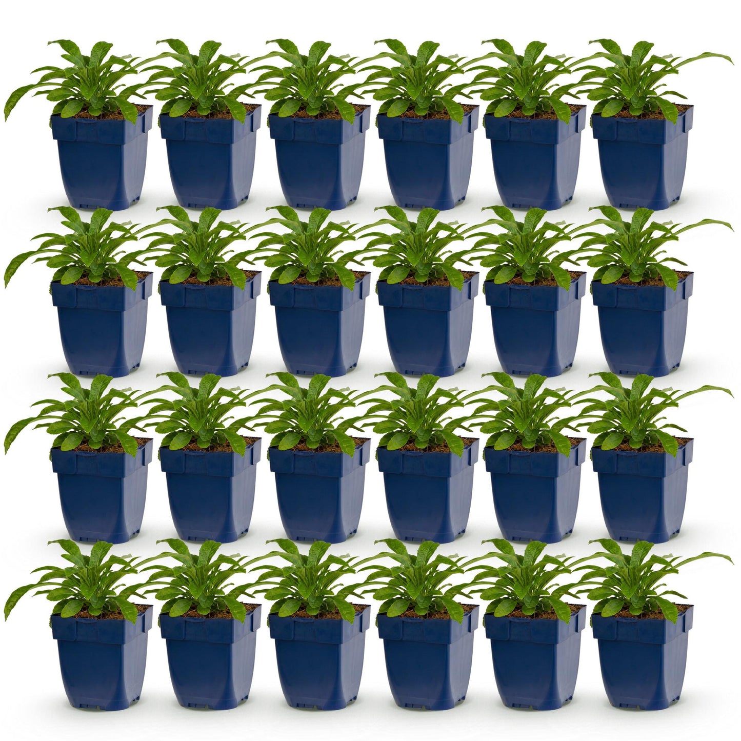 Green boutiQ - Plante vivace - Campanula pers. Alba - Campanule à feuilles de pêcher - Attire les abeilles et les papillons - Blanc - 24 Plantes - Pot 11cm - Hauteur 15-25cm