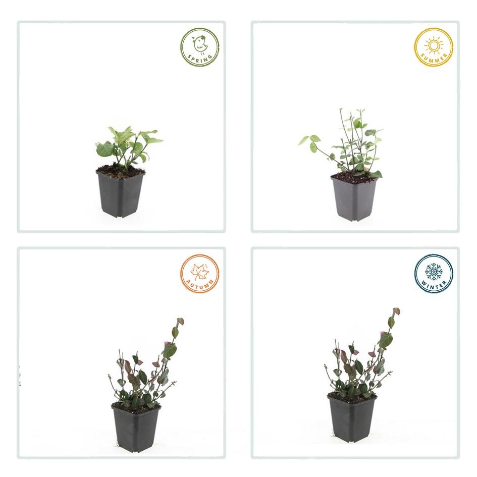 60x Forte di evonimo. 'Coloratus' - ↕10-25cm - Ø9cm