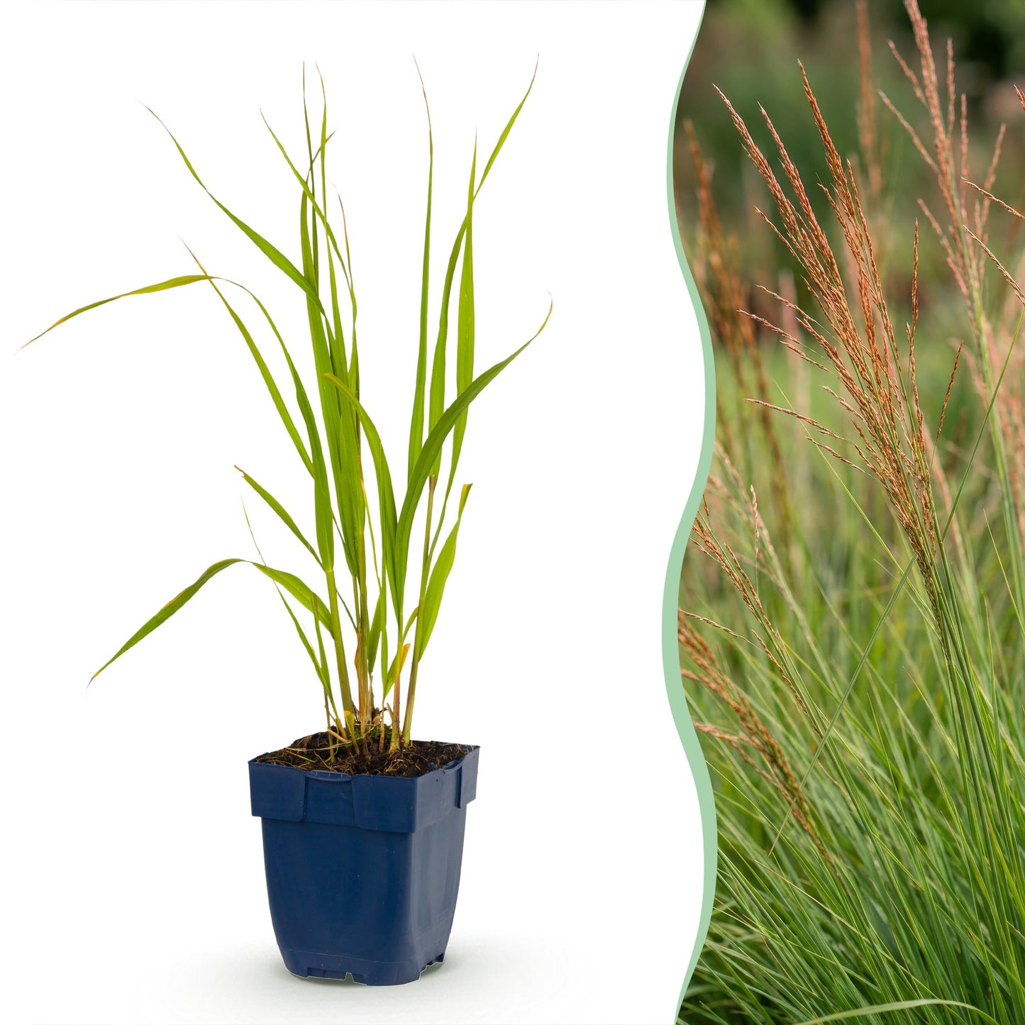 Grassen - Molinia caer. Heidebraut - Pijpestrootje - Met Pluim - Groen - 1 Plant - Pot 11cm - Hoogte 15-25cm