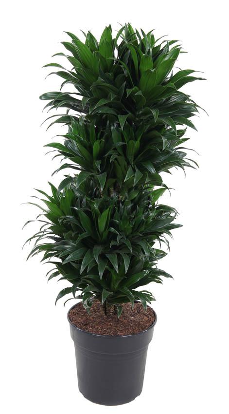 Dracaena Compacta Branched P27 - Ø27cm - ↕100cm