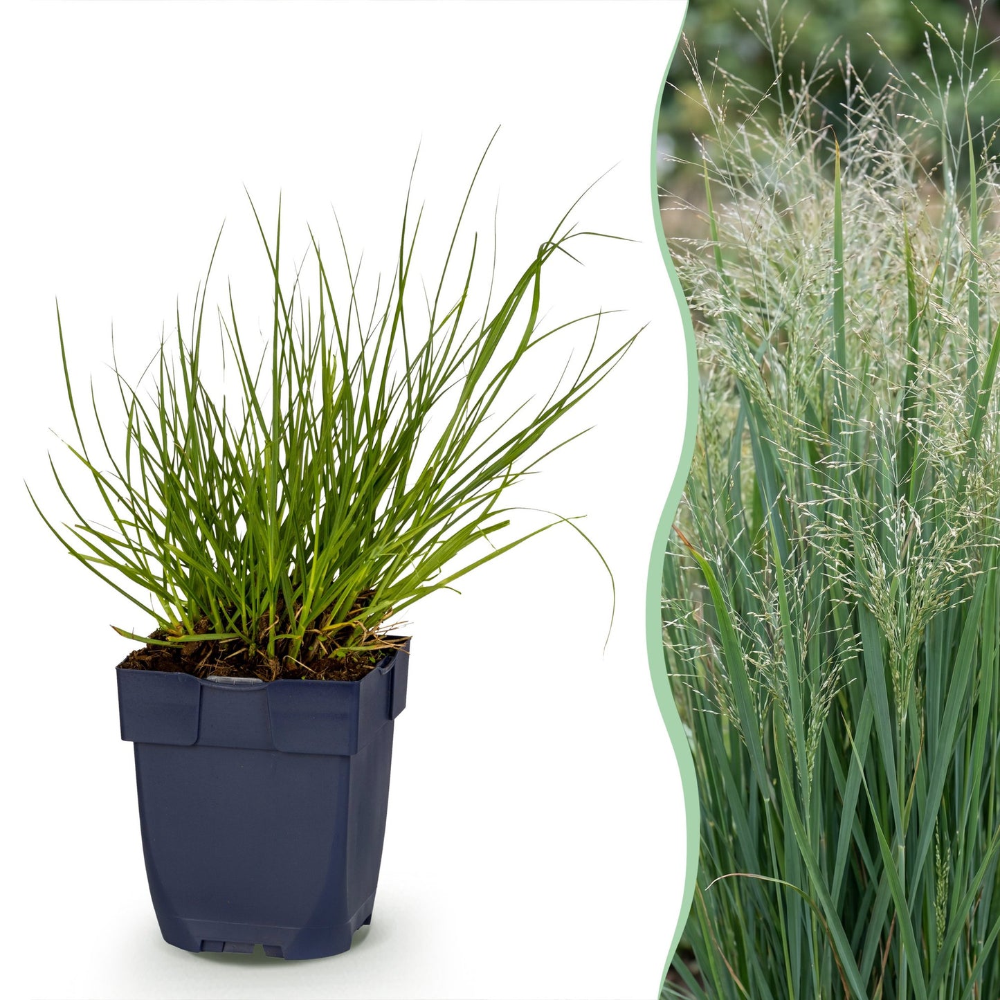 Grassen - Panicum virg. Northwind - Prairiegraan - Met Pluim - Groen - 1 Plant - Pot 11cm - Hoogte 15-25cm
