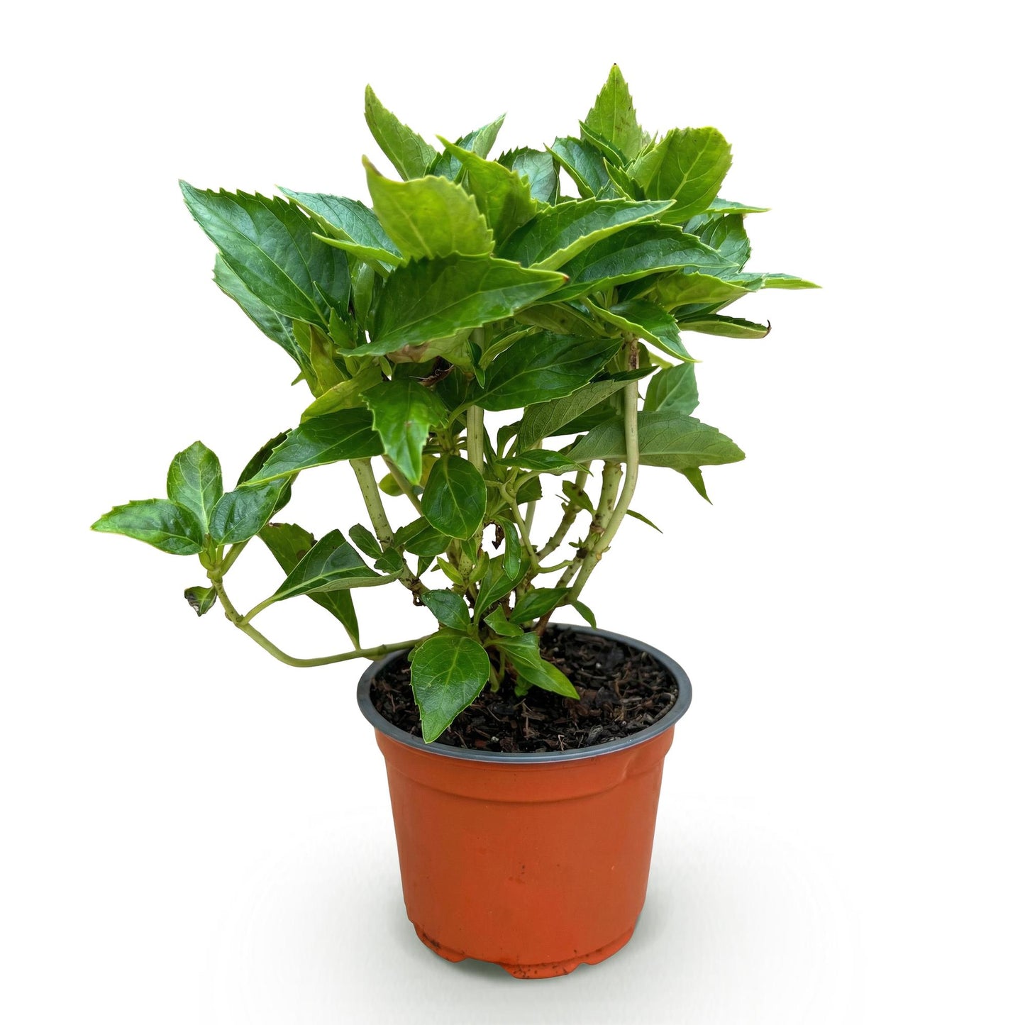 Tuinplant - Hydrangea macrophylla Roze - Hortensia - Winterhard - Roze - 1 Plant - Pot 12cm - Hoogte Hoogte 20-30cm