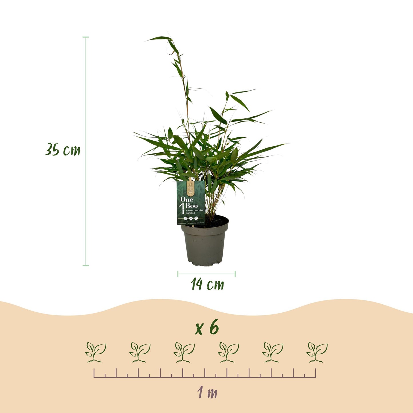 Grassen - Fargesia robusta Pingwu - Niet Woekerende Bamboe - Bladhoudend - Groen - 4 Planten - Pot 14 cm - Hoogte 35 cm
