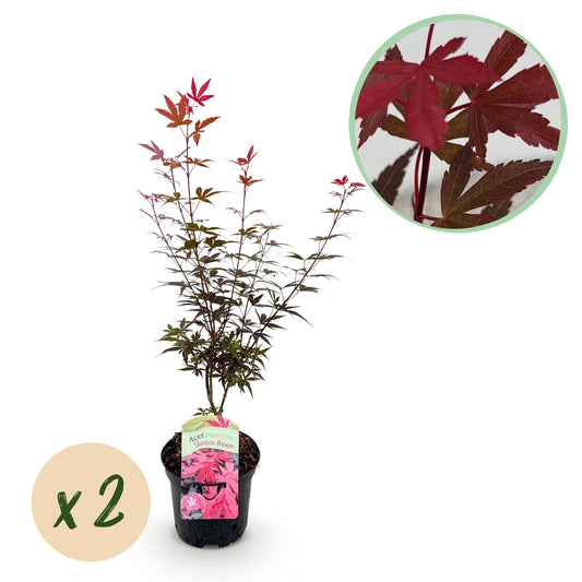 Green boutiQ - Pianta da patio - Acero giapponese - Acer palmatum Skeetsers Broom - Viola - 2 piante - Decidua - Vaso 19 cm Altezza 70 cm