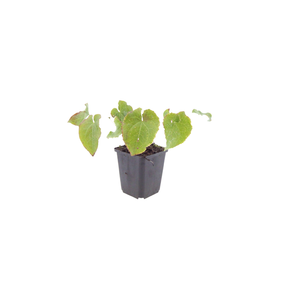6x Epimedium perralc. 'Frohnleiten' - ↕10-25cm - Ø9cm