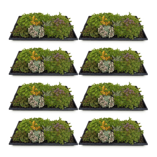Green boutiQ - Bodembedekker - Winterhard - Sedum mat - Bestaat uit 10 soorten - X8 - Weinig Onderhoud - Lengte 50 Breedte 30