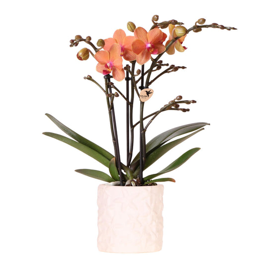 Orchidee colibrì | Vaso decorativo Orchidea arancione Bolzano + Stella Marina - dimensioni vaso Ø9cm | pianta d'appartamento in fiore - fresca dal coltivatore