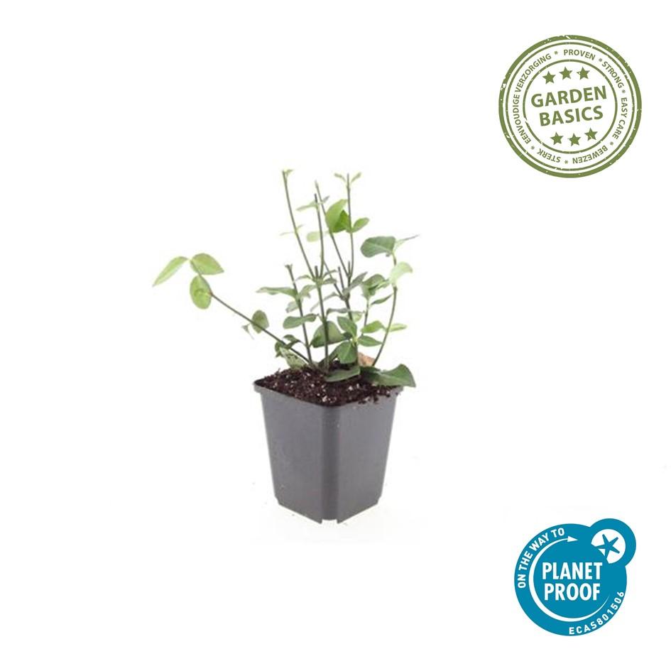 60x Forte di evonimo. 'Coloratus' - ↕10-25cm - Ø9cm