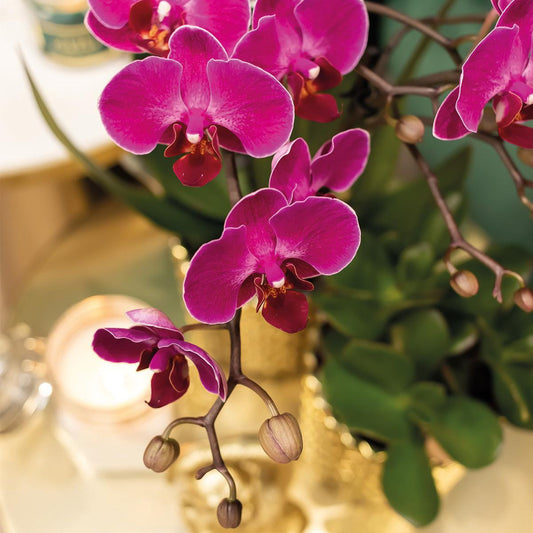 Orchidee colibrì | orchidea Phalaenopsis viola - Morelia + vaso decorativo Diamond oro - dimensioni vaso Ø9 cm - altezza 35 cm | pianta d'appartamento in fiore - fresca dal coltivatore