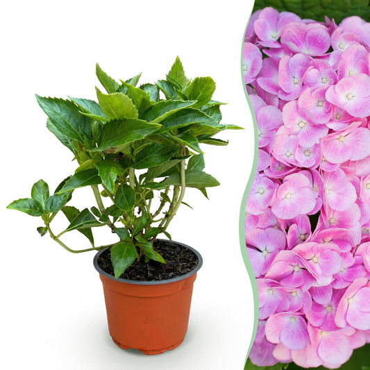 Pianta da Giardino - Hydrangea macrophylla Rosa - Ortensia - Resistente al freddo - Rosa - 1 Pianta - Vaso 12cm - Altezza 20-30cm