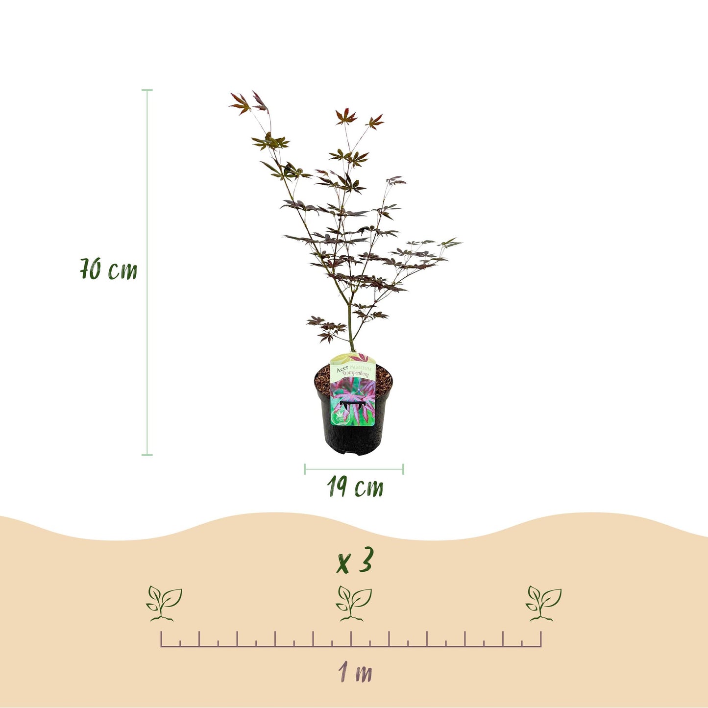 Green boutiQ - Pianta da terrazza - Acero giapponese - Acer palmatum Trompenburg - Viola scuro - 2 piante - Decidua - Vaso 19 cm Altezza 70 cm