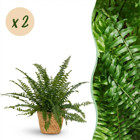 Houseplant - Nephrolepsis exaltata Green Lady - Fern - Pet-Friendly Plant - Green - 2 Plants - with Basket - Pot 12cm - Height 25cm
