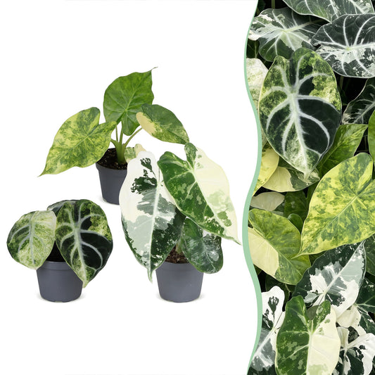 3x Baby Alocasia Tricolour Variegata - Verde - Nero - Variegata - Tropicale - Ø6cm - ↕5-15cm