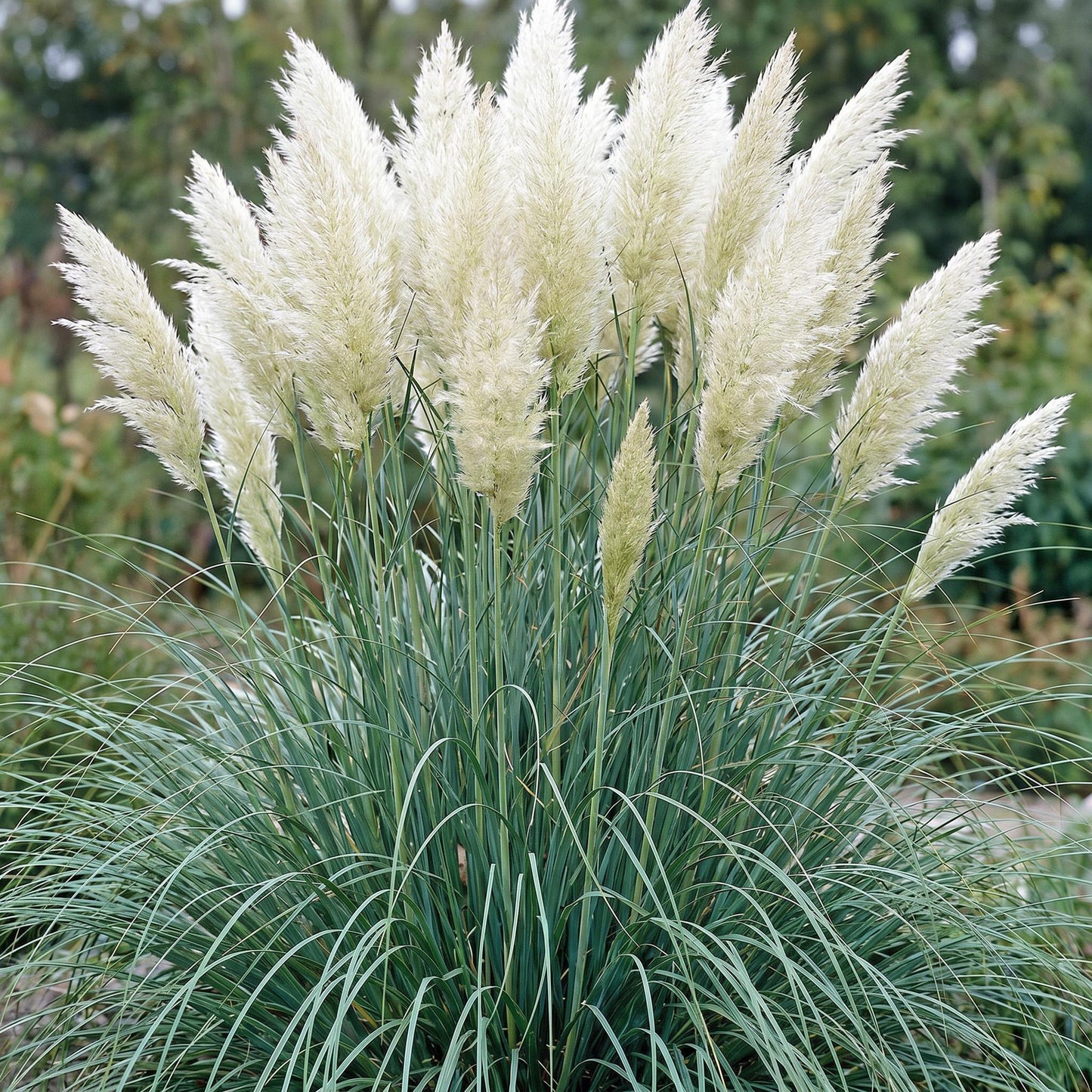 Grassen - Cortaderia sell. Pumila - Dwergpampasgras - Met Pluim - Grijs - 6 Planten - Pot 11cm - Hoogte 15-25cm
