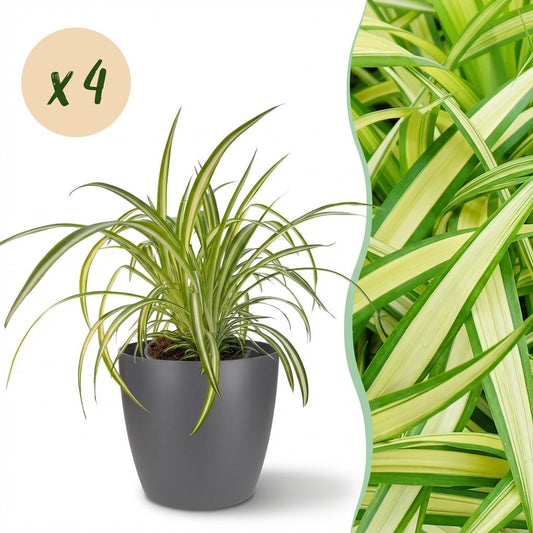 Green boutiQ - House Plant - Chlorophytum comosum Variegatum - Variegated Spider Plant - Pet-Friendly Plant - Green - 4 Plants - with Potter Grey - Pot 12cm - Height 20cm