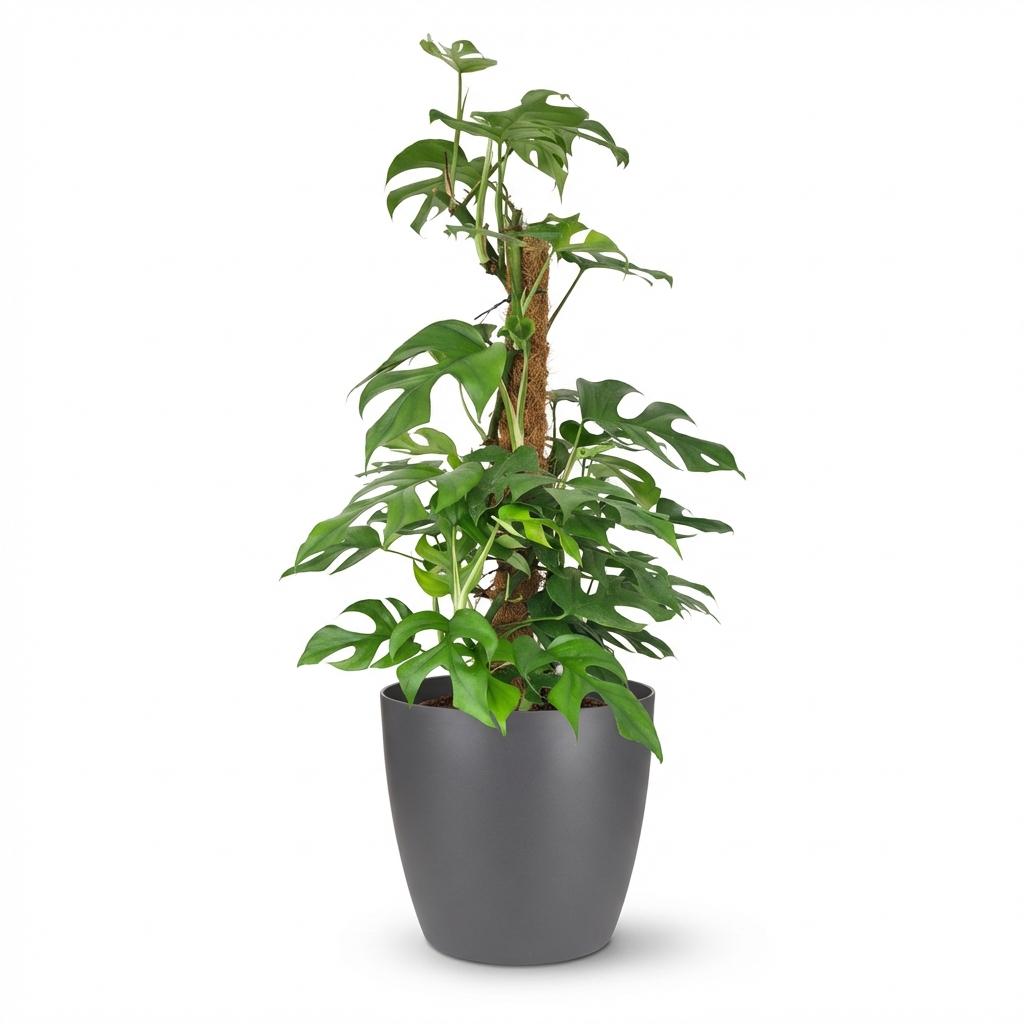Green boutiQ - Indoor Plant - Mini Swiss Cheese Plant - Monstera Minima Moss Pole - Green - Low Maintenance - 1 Plant - with Grey Potter - Pot 19cm - Height 90cm