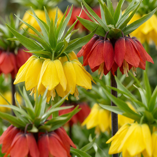 24x Fritillaria Imperialis Mix - Crown imperial mix - Miscellaneous - Spring flowering - Bulb size 18/20