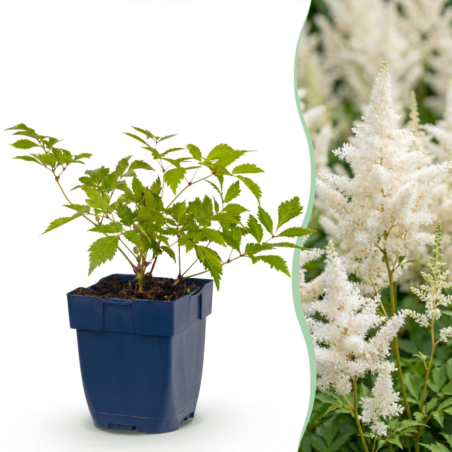 Perennial - Astilbe (J) Germany - Plume spirea - Shade - White - 6 Plants - Pot 11cm - Height 15-25cm