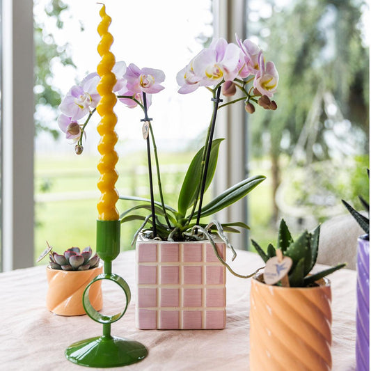 Orchidee colibrì | orchidea phalaenopsis rosa Portogallo + Mosa vaso decorativo rosa - dimensioni vaso Ø9cm | pianta d'appartamento in fiore - fresca dal coltivatore
