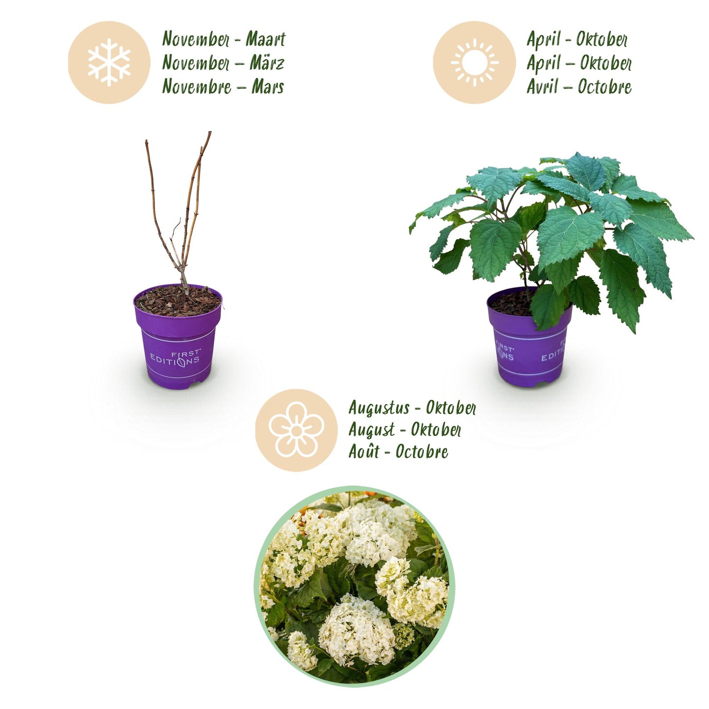 Green boutiQ - Garden Plant - Hydrangea arborescens FlowerWOW - Hydrangea - Hardy - White - 3 Plants - Pot 14cm - Height 20-30cm