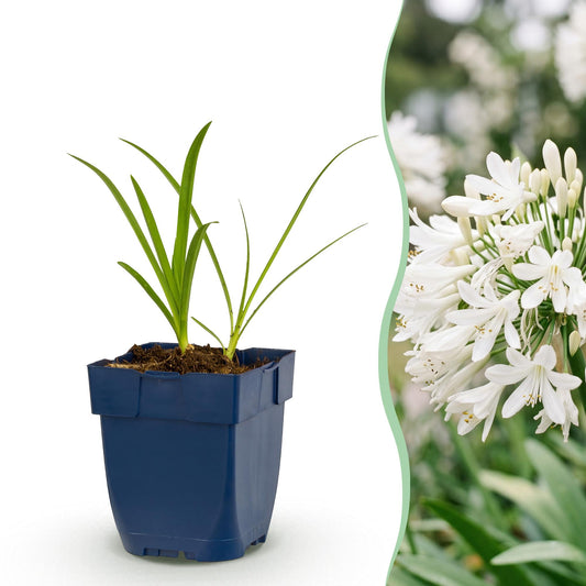 Perennial - Agapanthus africanus Albus - African Lily - Bee and Butterfly Attractor - White - 3 Plants - Pot 11cm - Height 15-25cm
