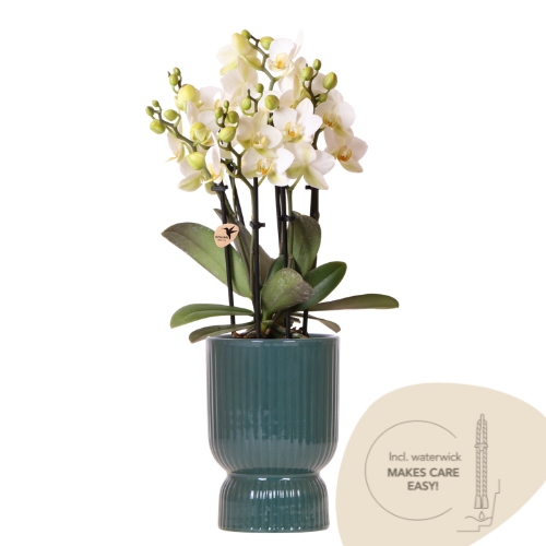 Colibrì Orchidee | Orchidea bianca Lausanne + vaso decorativo verde Diabolo | con riserva d'acqua | dimensione vaso Ø9cm | pianta da interno fiorita – fresca dal coltivatore
