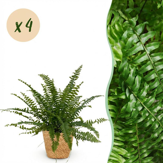 Houseplant - Nephrolepis exaltata Green Lady - Fern - Pet-Friendly Plant - Green - 4 Plants - with Basket - Pot 12cm - Height 25cm