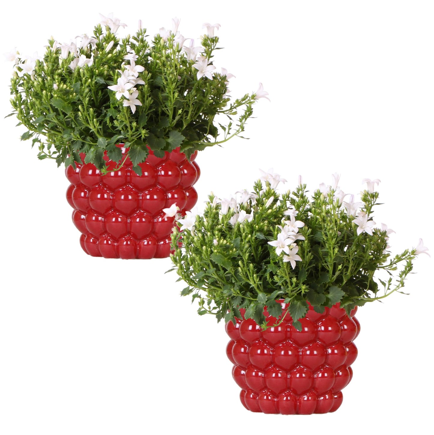 2x Campanula Addenda Ambella White in vasi ornamentali Berry - dimensione vaso 12 cm - pianta perenne - resistente al freddo