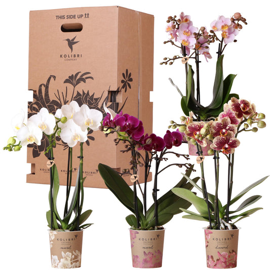 Orchidee Kolibri - Mix di scatole a sorpresa - scatola sconto per piante - scatola a sorpresa con 4 diverse orchidee - fresche dal coltivatore