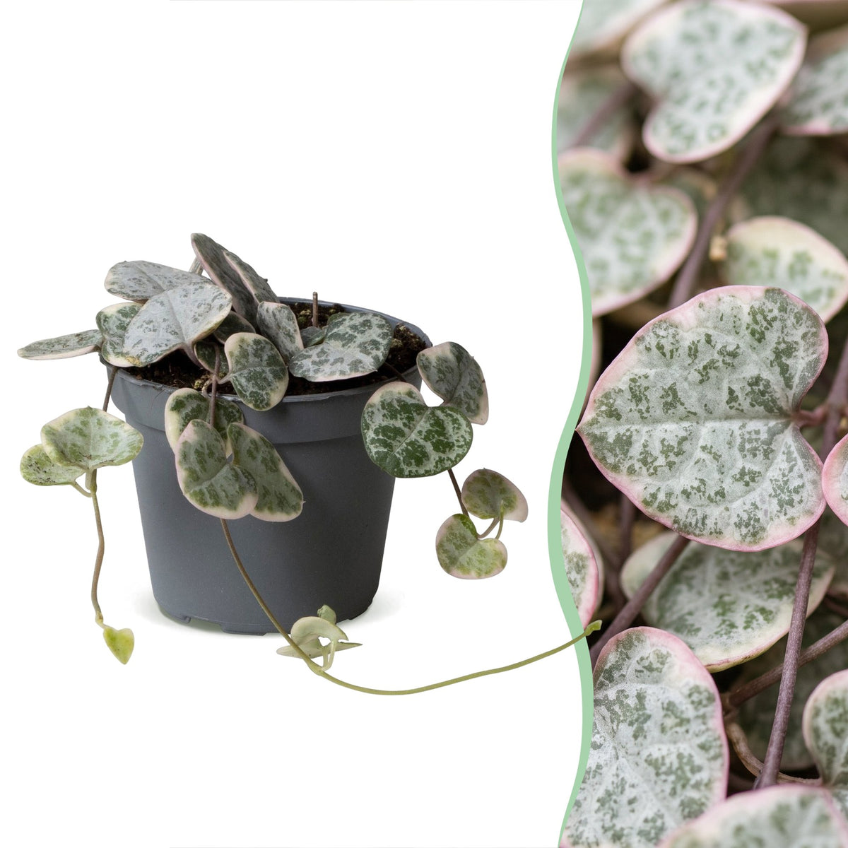Ceropegia Woodii Variegata - Variegated string of hearts - Grey - Green - Beige - Tropical - Ø6cm - ↕5cm