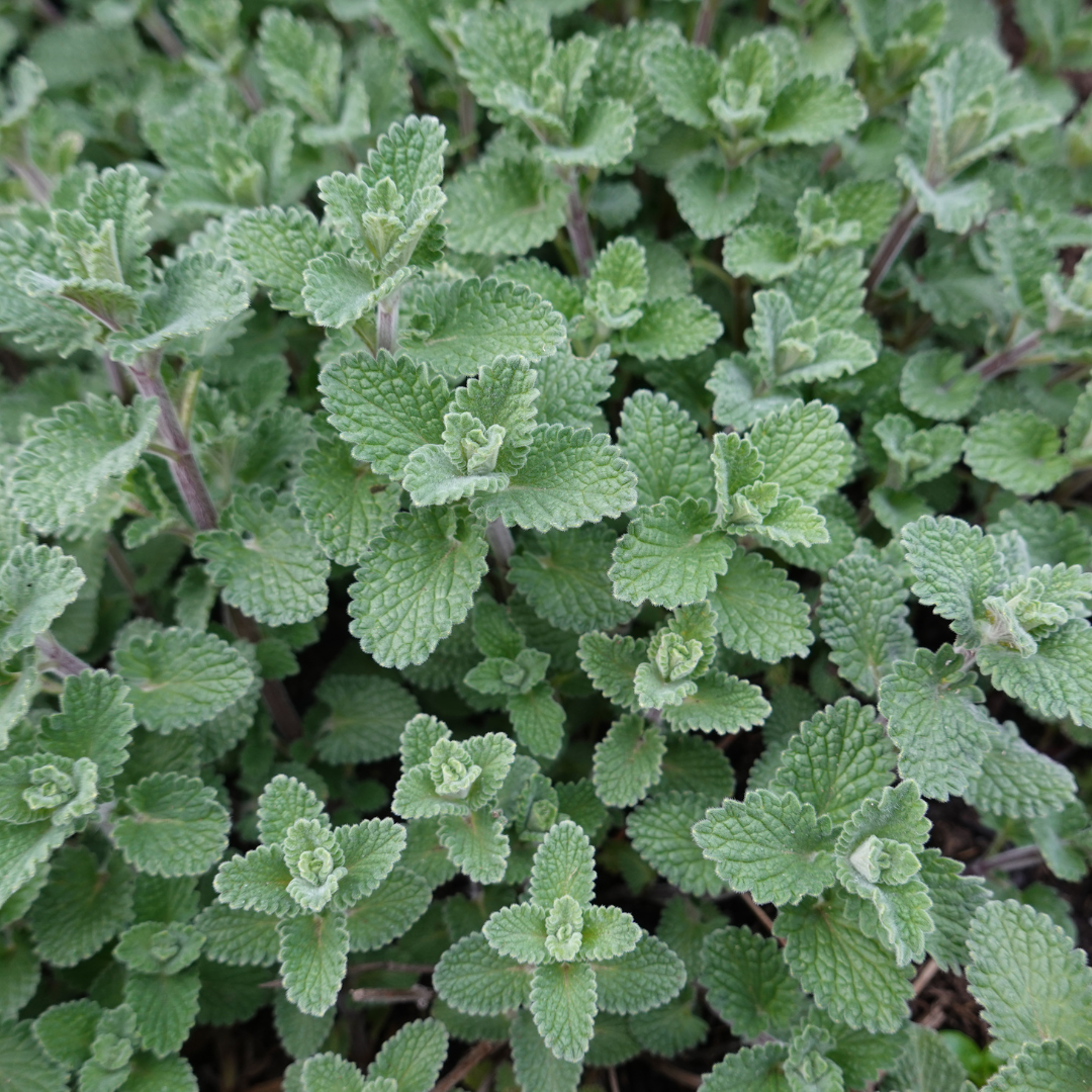 6x Nepeta 'Grol' - ↕10-25cm - Ø9cm