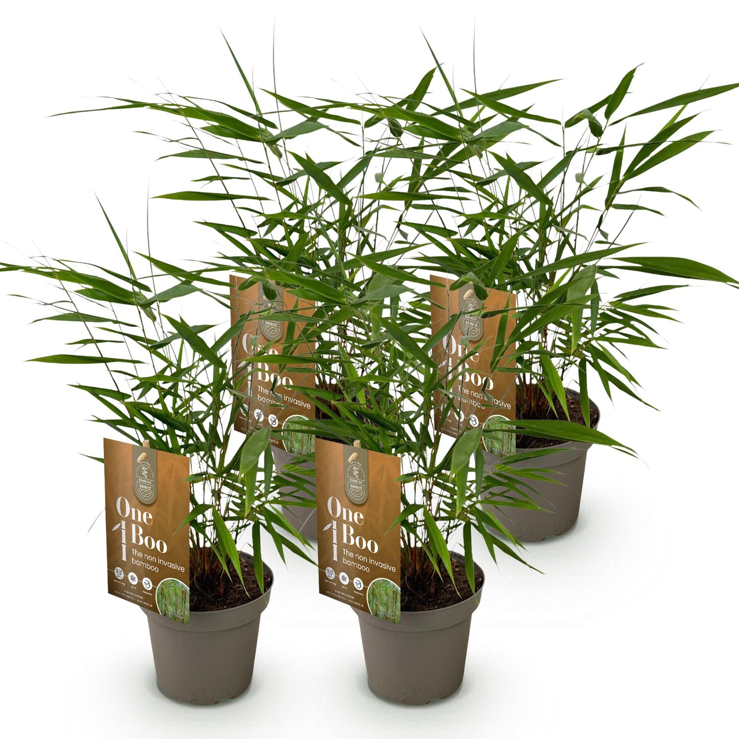 Grasses - Fargesia Asian Wonder - Non-Invasive Bamboo - Evergreen - Green - 4 Plants - Pot 14 cm - Height 35 cm