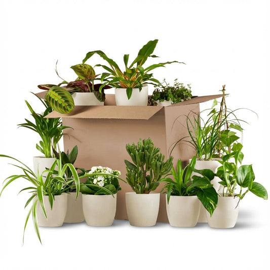 Green Second Change Box (12 pieces) - incl. 12 x pot Potter white