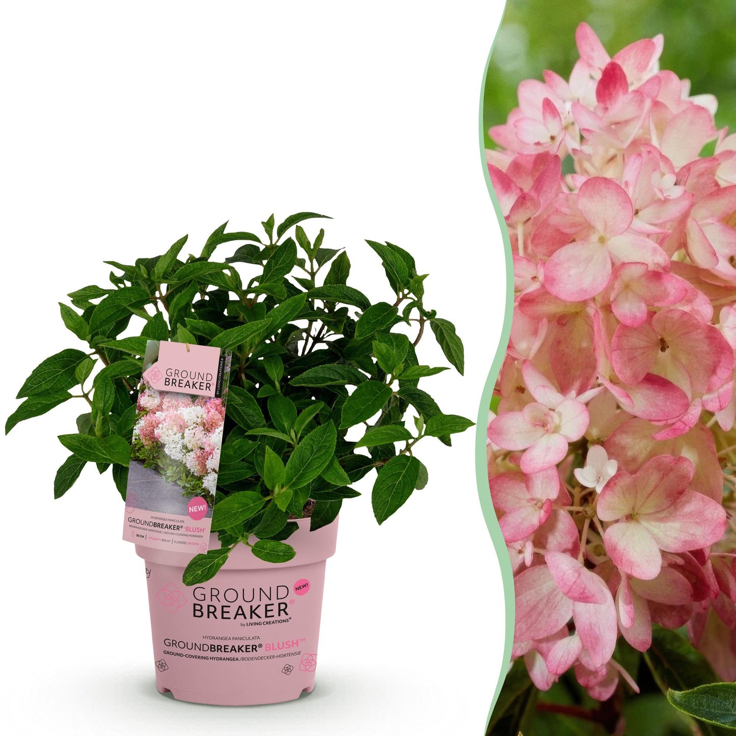 Green boutiQ - Pianta da Giardino - Hydrangea paniculata Groundbreaker Blush - Ortensia Paniculata - Resistente al freddo - Rosa - 1 Pianta - Vaso 14cm - Altezza 20-25cm
