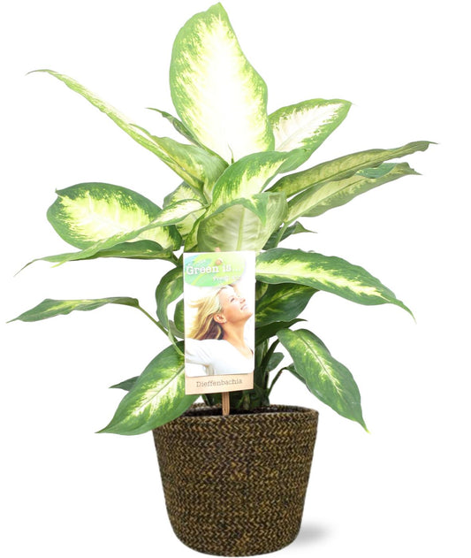 Dieffenbachia Camilla - Ø17cm - ↕45cm + Selin Pot D18x16cm - Black